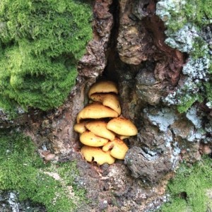 Pilze und Moos in einer Baumhöhle
